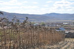 大兴安岭 林区