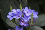 小花
