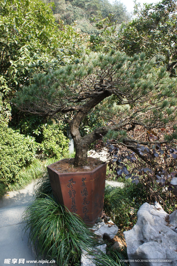 花盆  迎客松