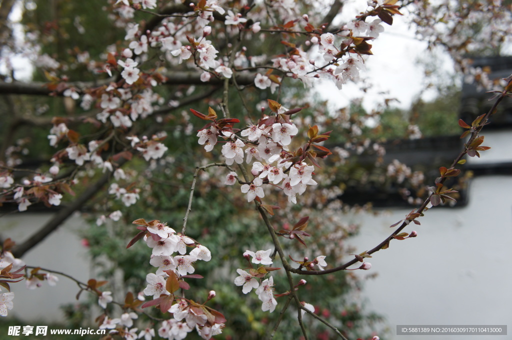 樱花