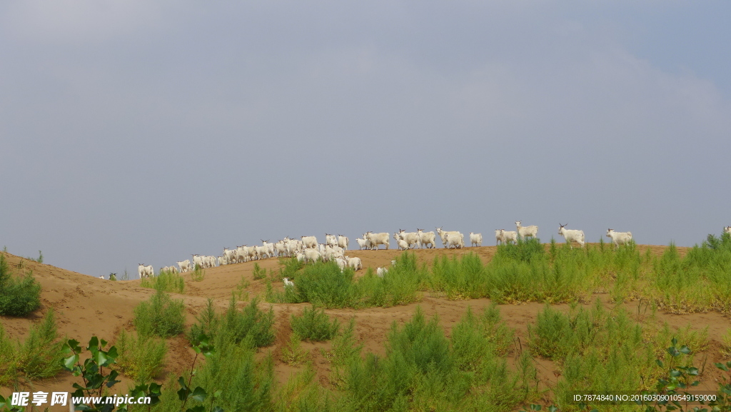 库布齐沙漠植被