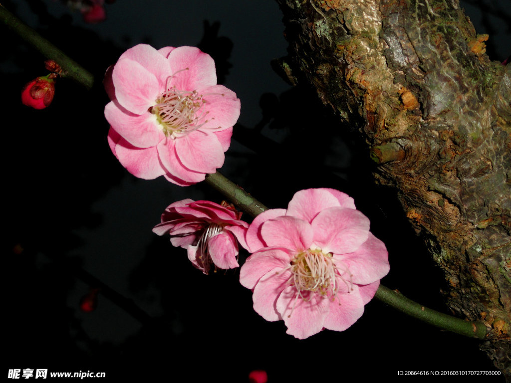 红樱花