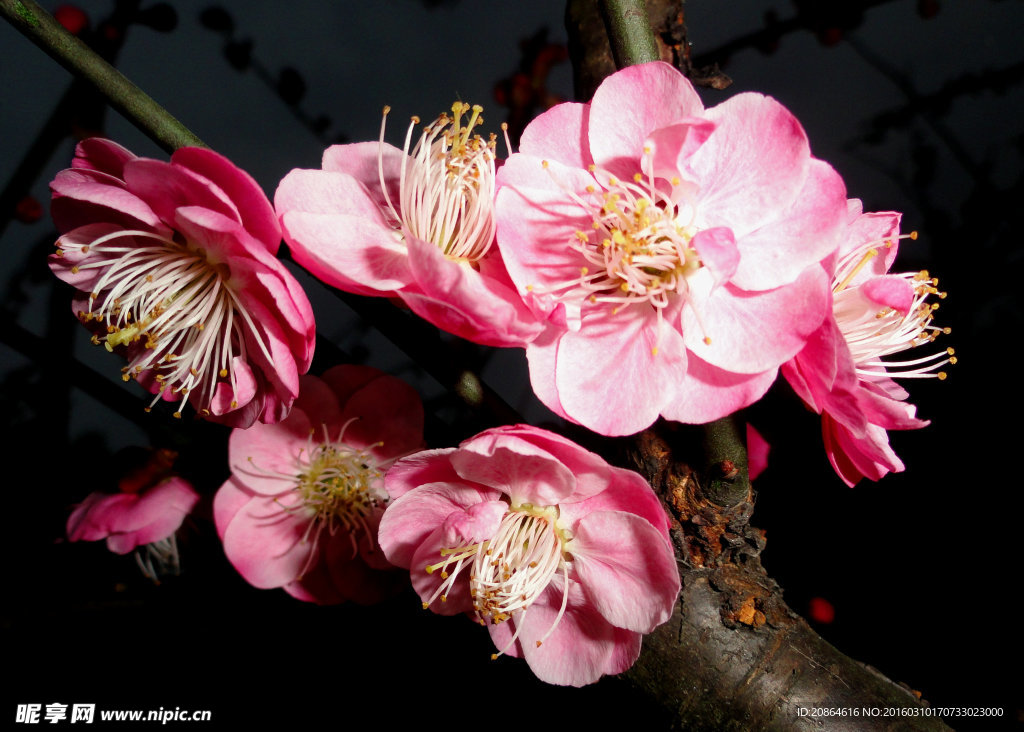 红樱花