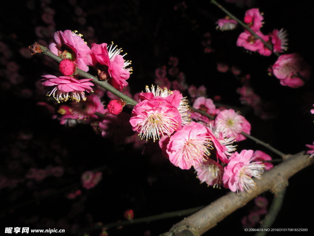 红樱花