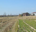 田野