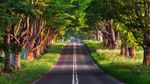 绿荫公路