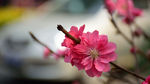 小桃花