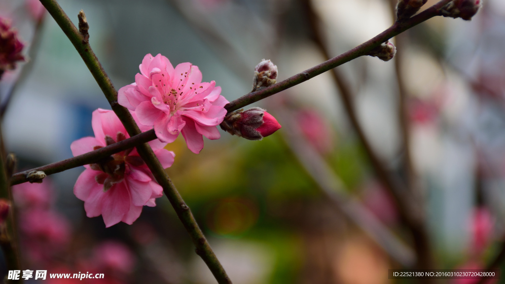 桃花