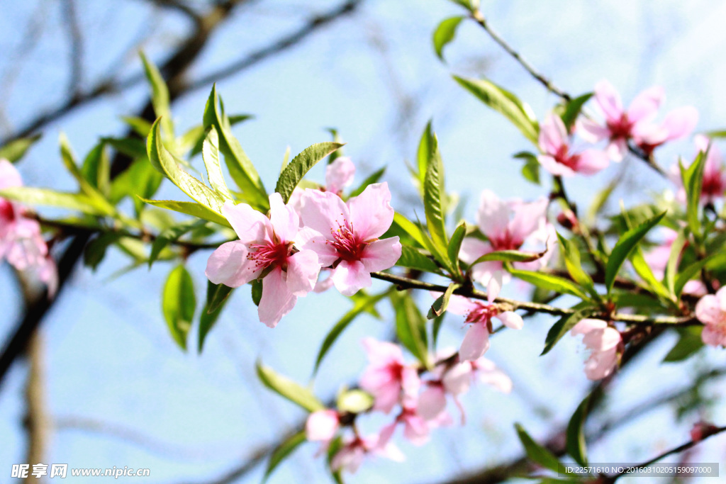 桃花