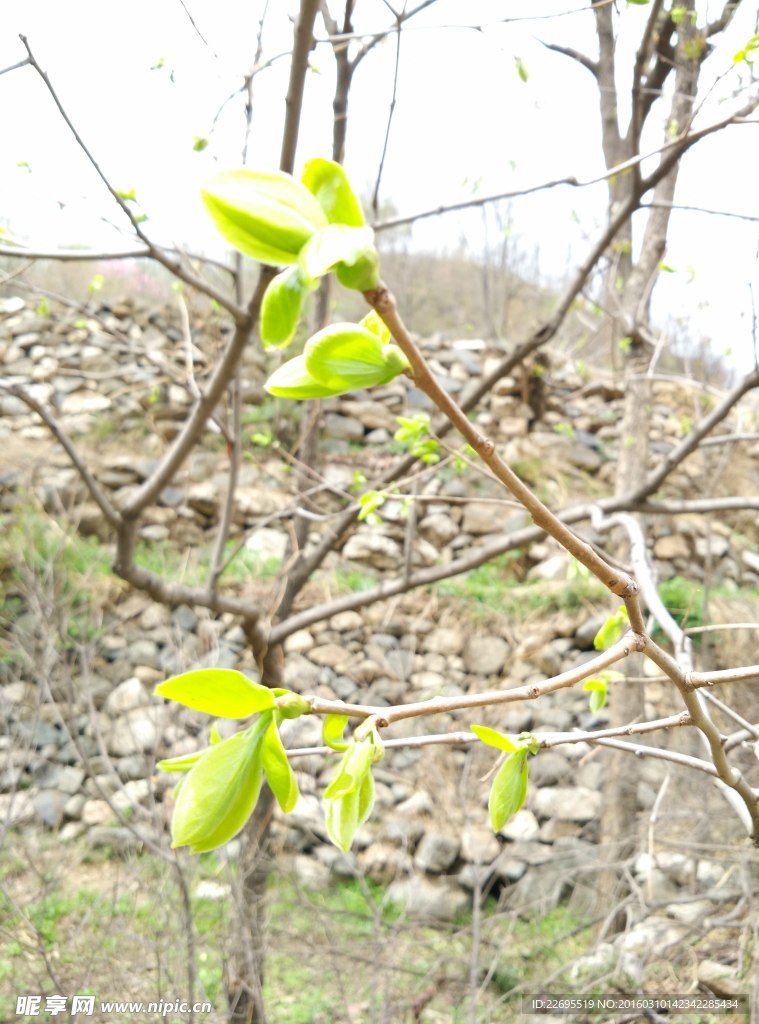 萌芽