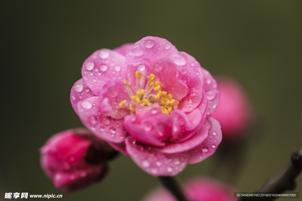 梅花