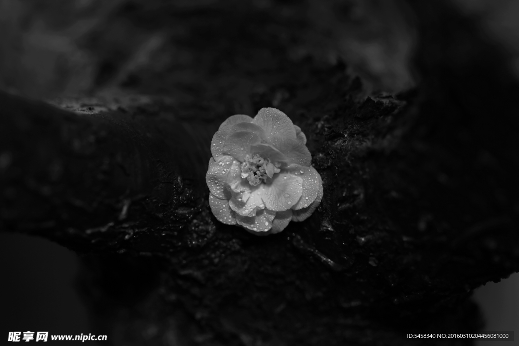 梅花