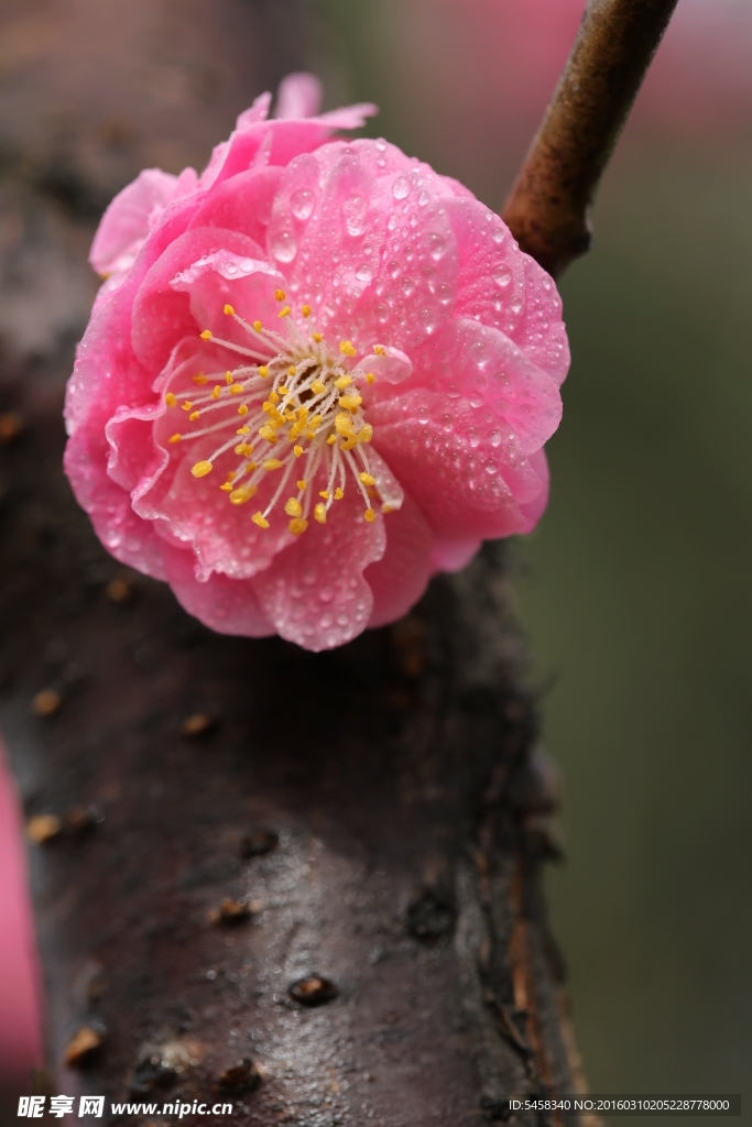 梅花