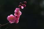 梅花