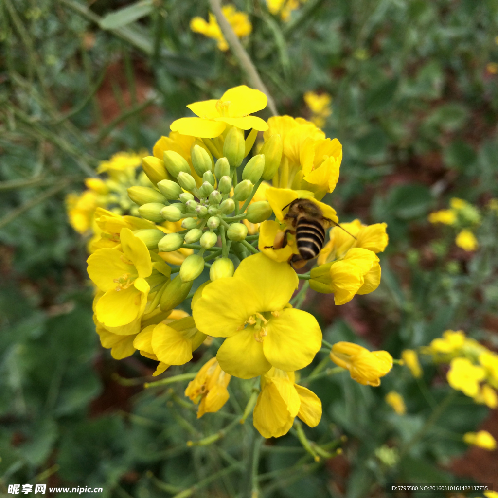 油菜花