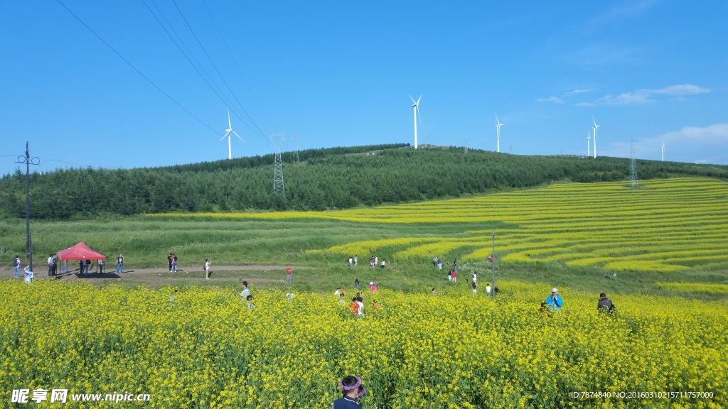 草原天路油菜花