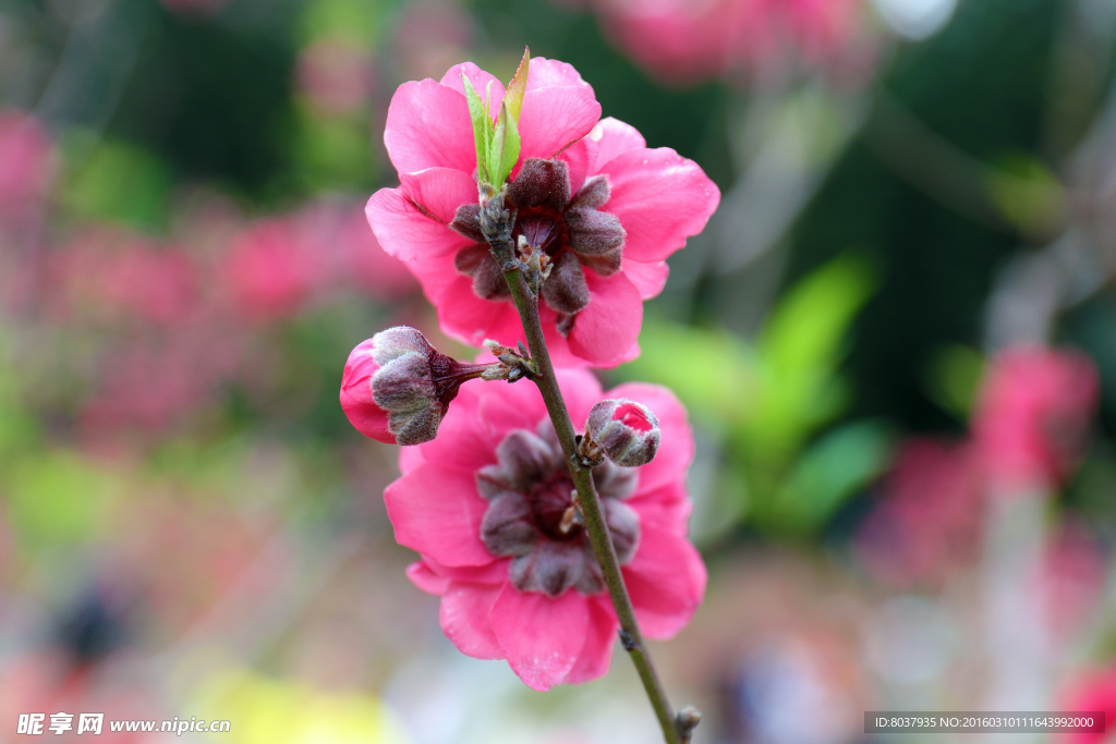 桃花