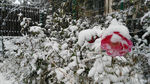 雪中红花