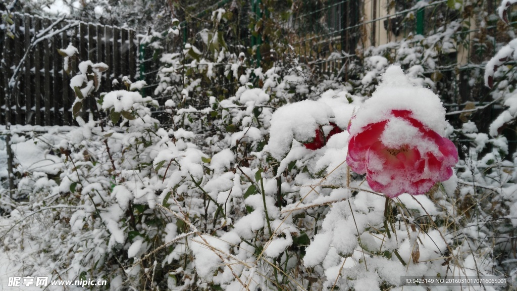 雪中红花
