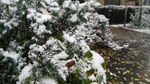 雪松