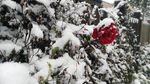 雪中红花