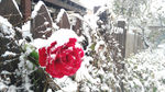 雪中红花