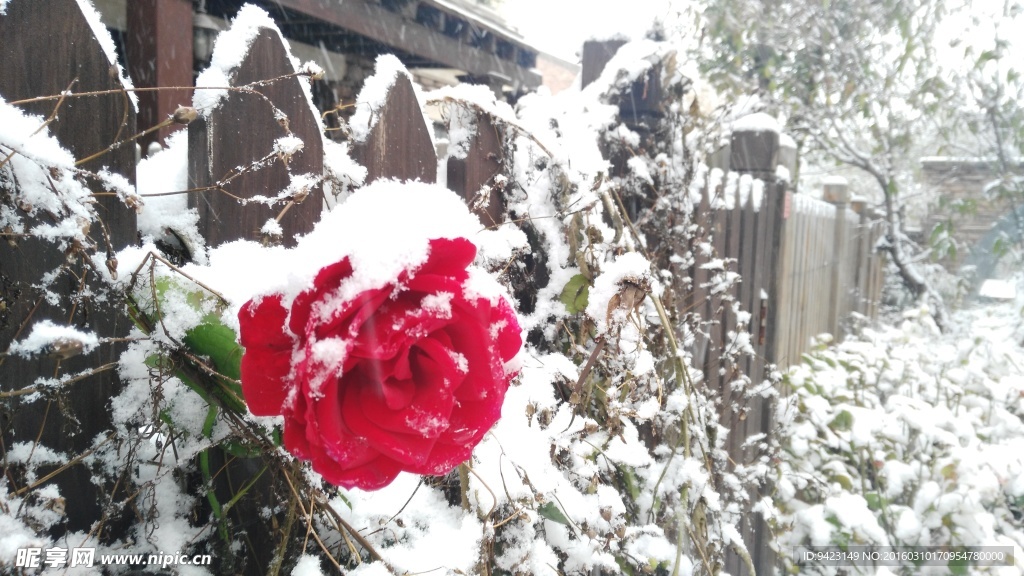 雪中红花
