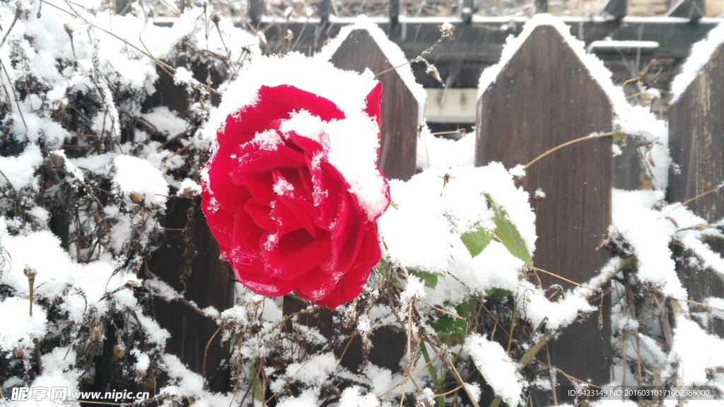 雪中红花