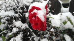 雪中红花