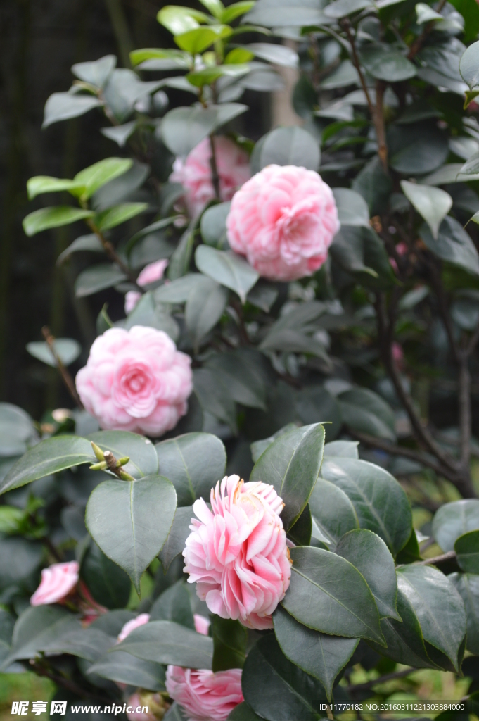 茶花
