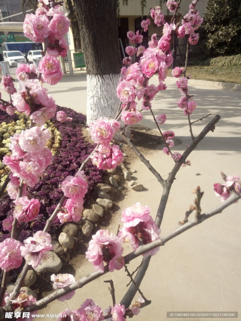梅花