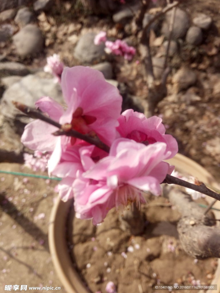 梅花