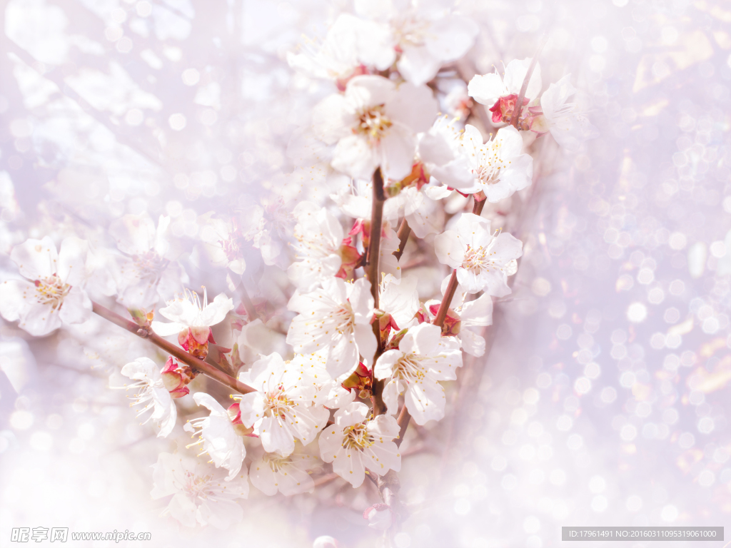 唯美桃花