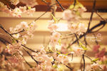 日本樱花