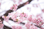 日本樱花