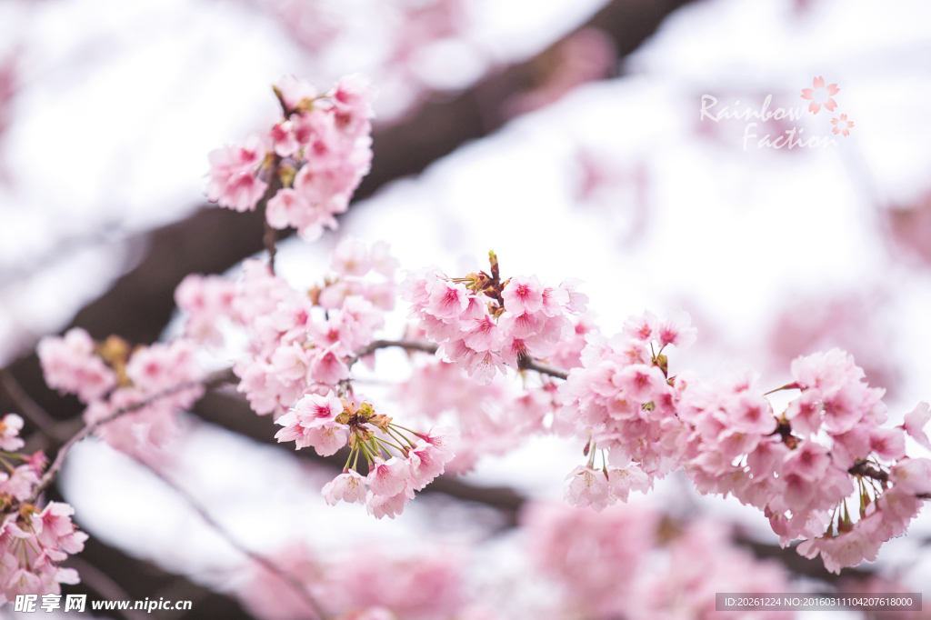 日本樱花