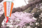 日本樱花