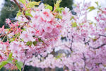 日本樱花