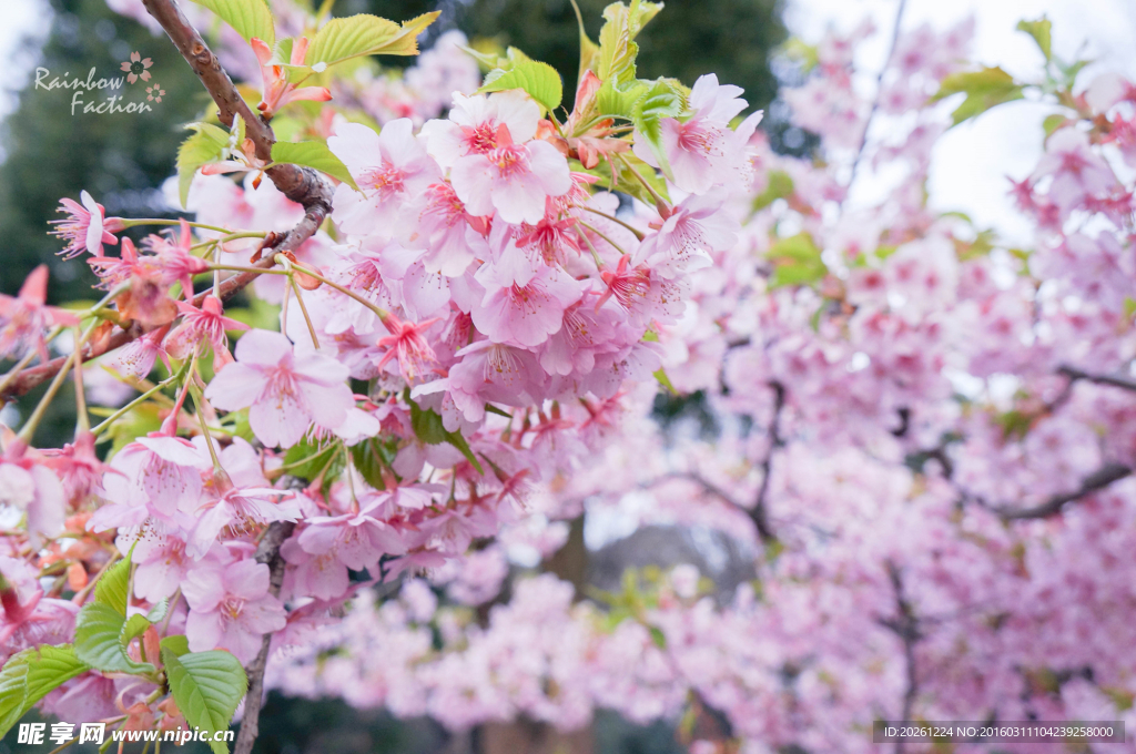 日本樱花