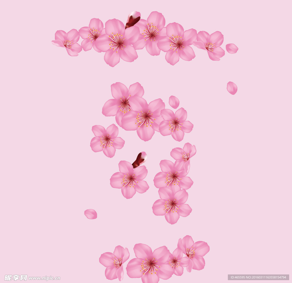 日本 樱花 花瓣  粉色