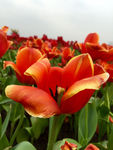 郁金香花