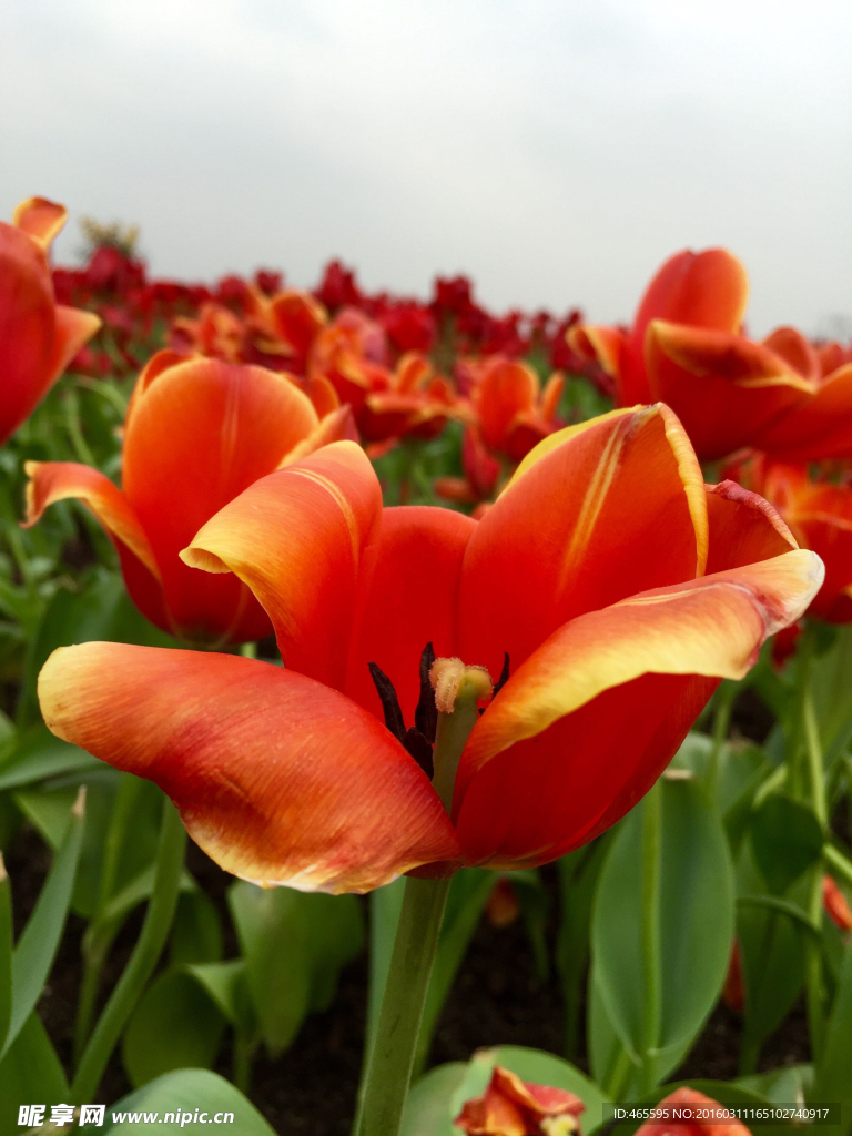 郁金香花