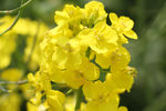 油菜花