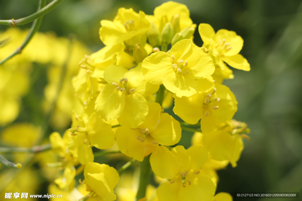 油菜花
