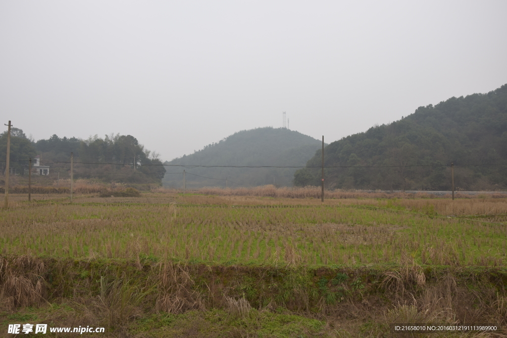 田野