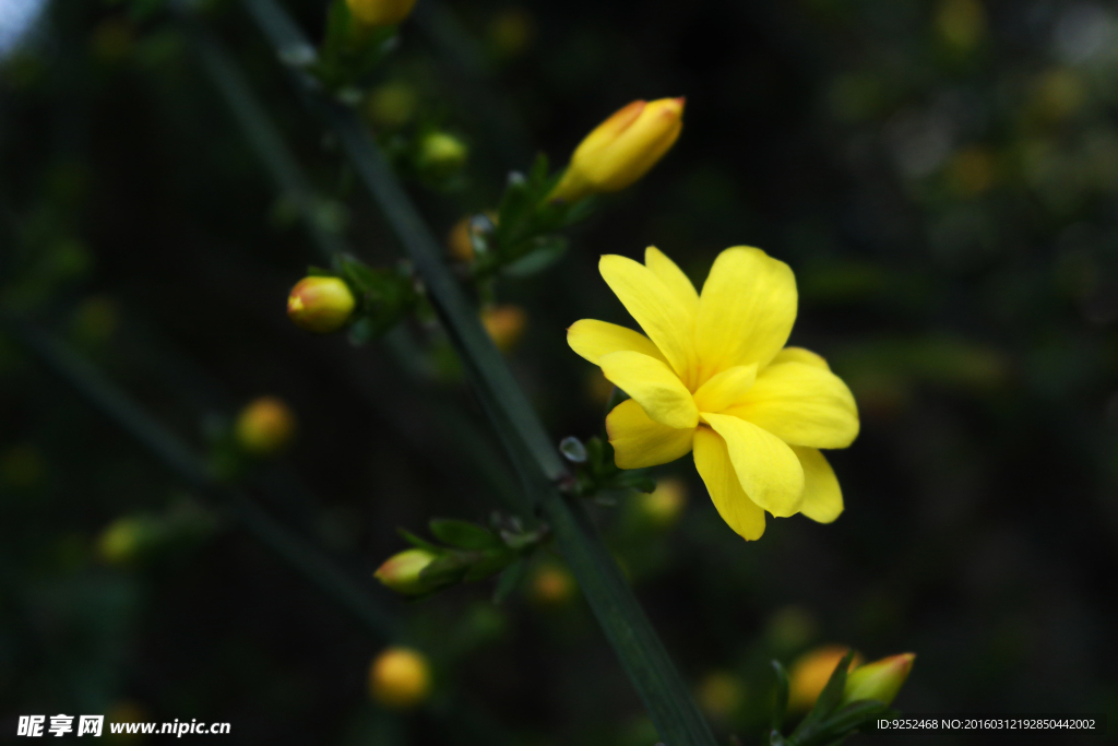 小黄花