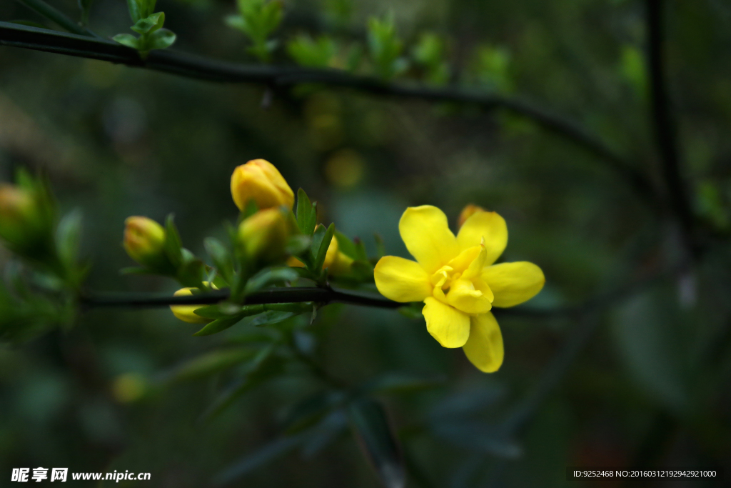 迎春花