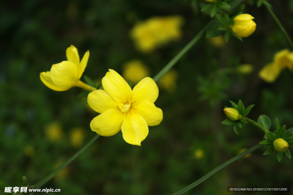 迎春花