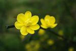 迎春花