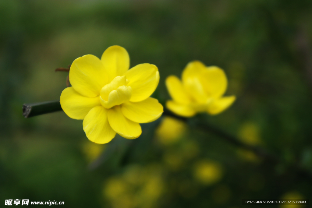 迎春花